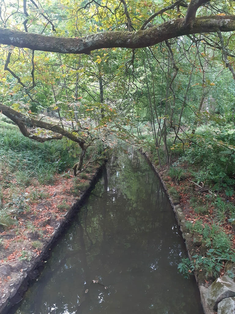 je ne buvaiPetit cours d’eau sombre traversant une végétation dense, sous des branches d’arbres, évoquant l’isolement, l’angoisse et le chemin vers la reconstruction.